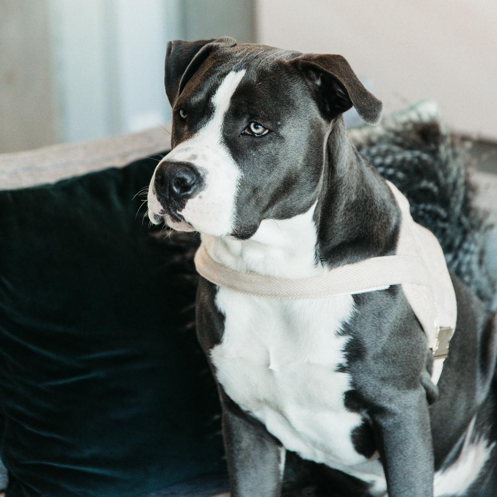 Hundegeschirr Body Safe Wool | Kentucky Dogwear