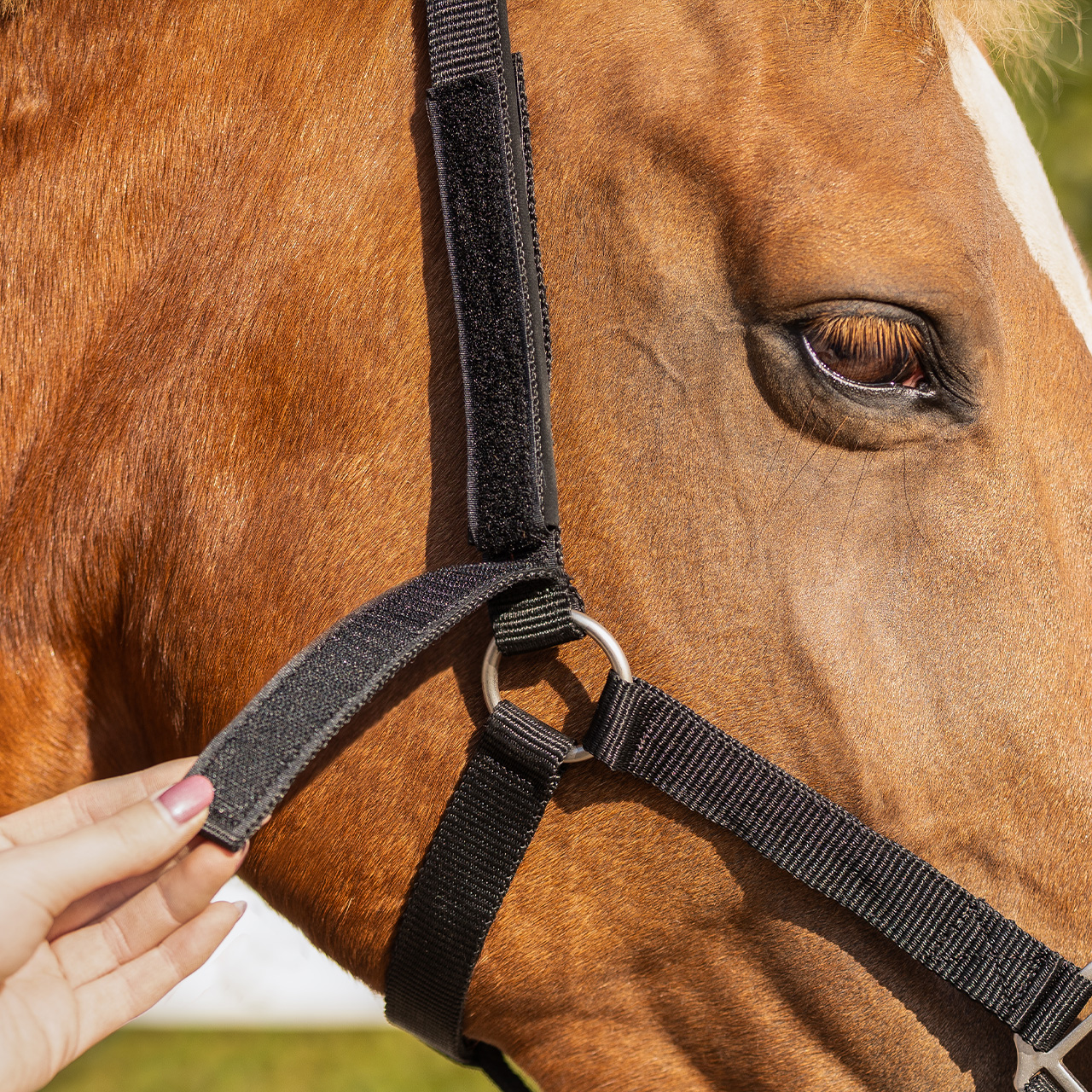 Safety halter underlay