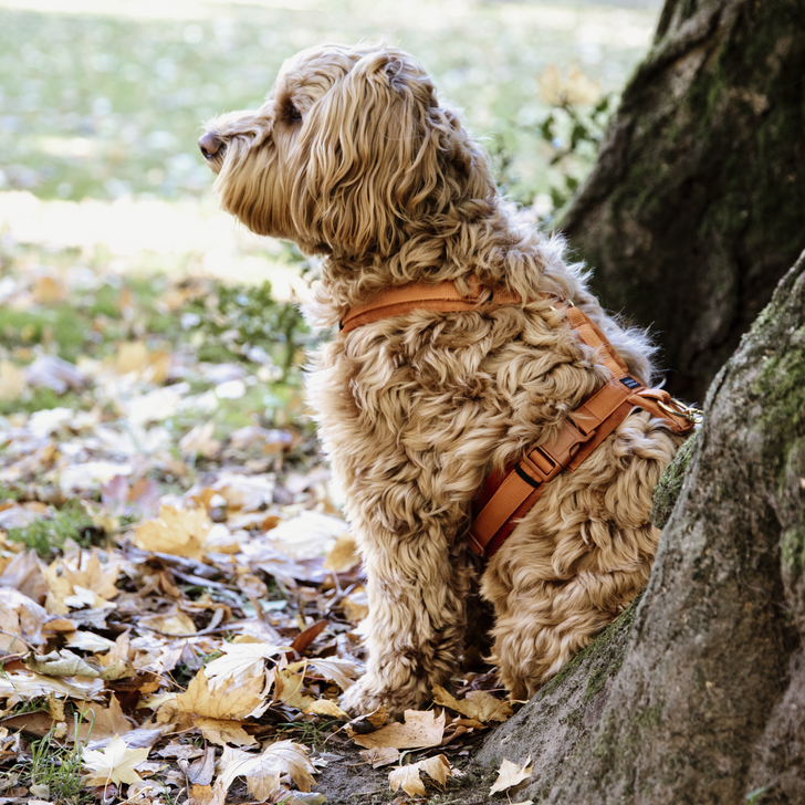 Active Velvet dog harness