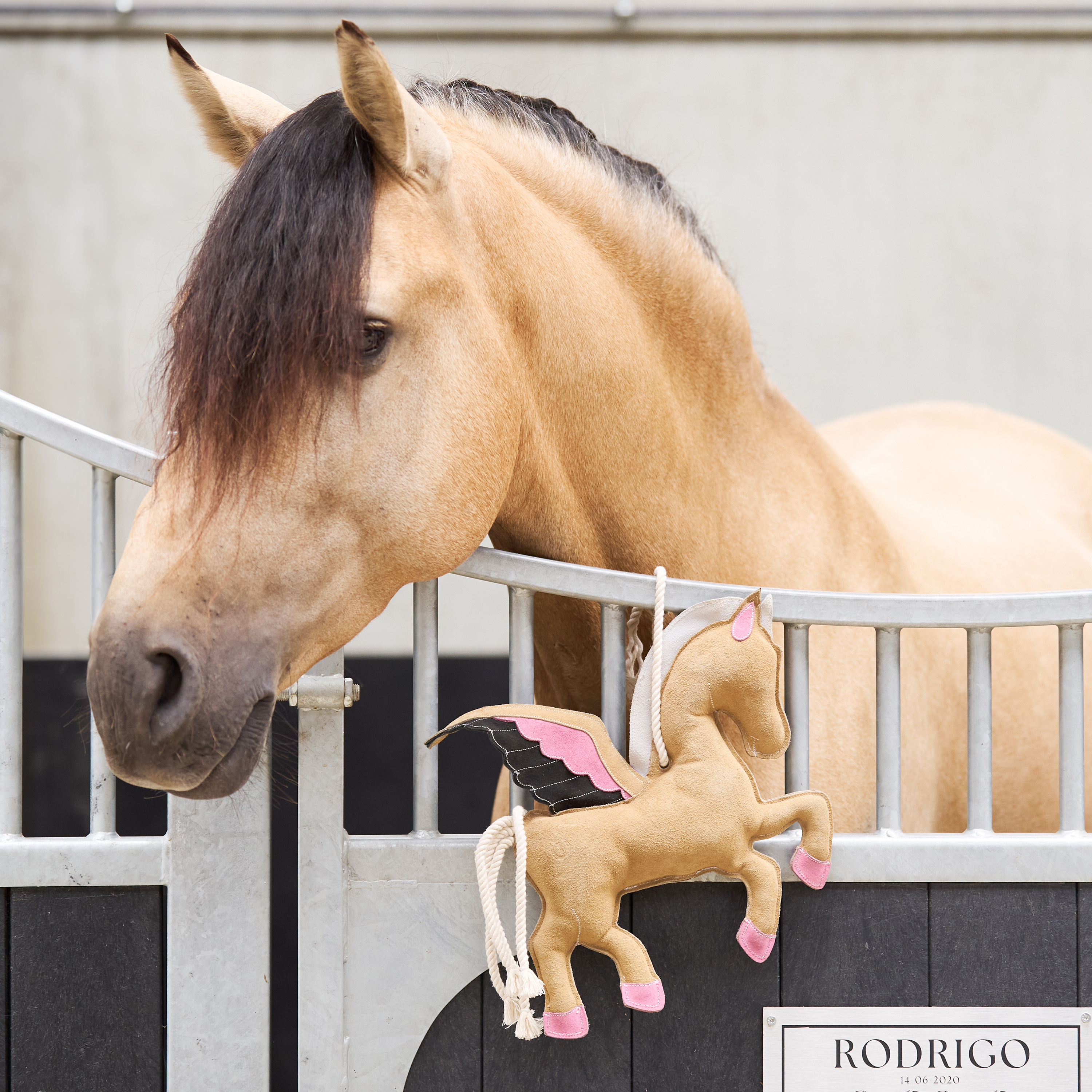 Stable buddy Pegasus