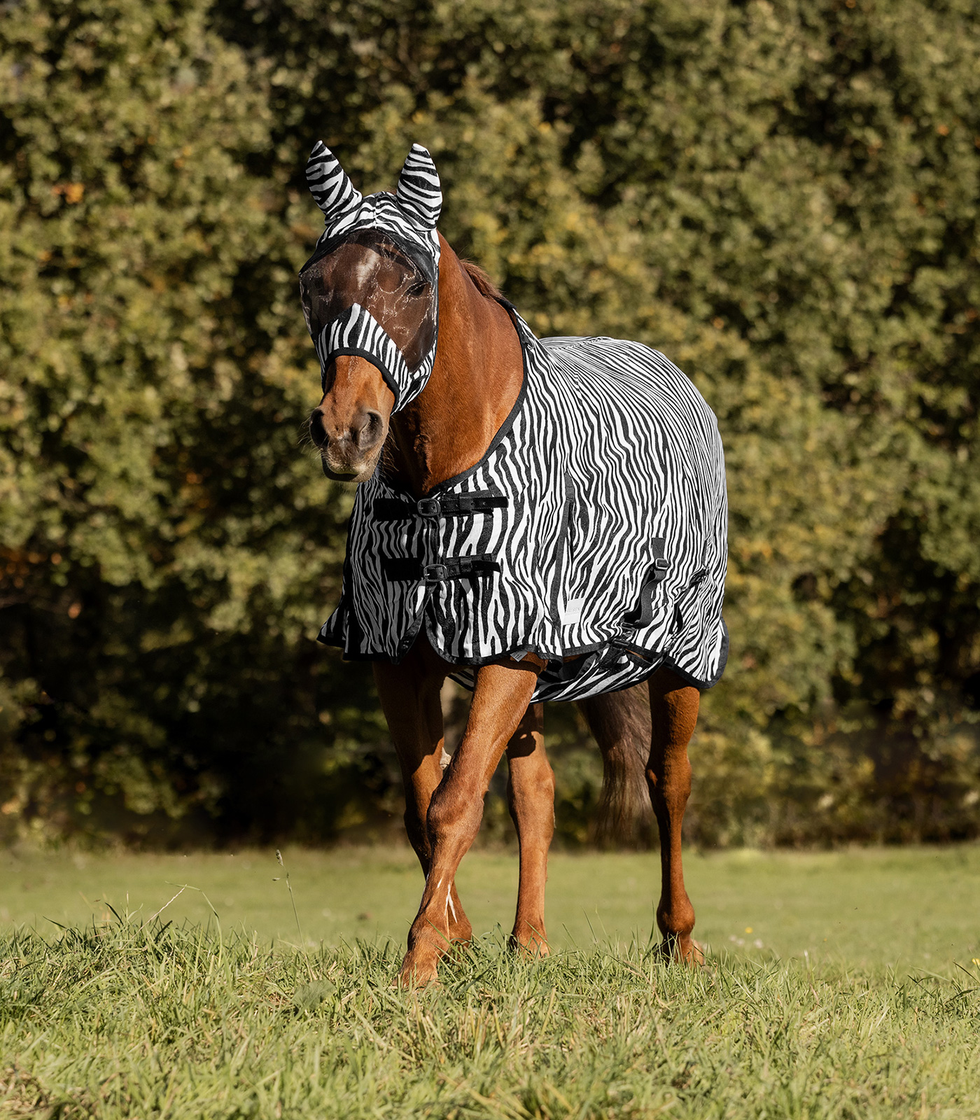 Zebra fly rug