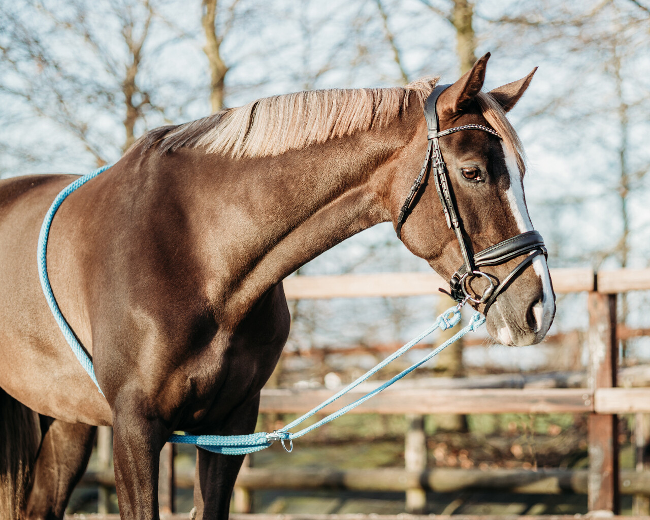Lunging aid