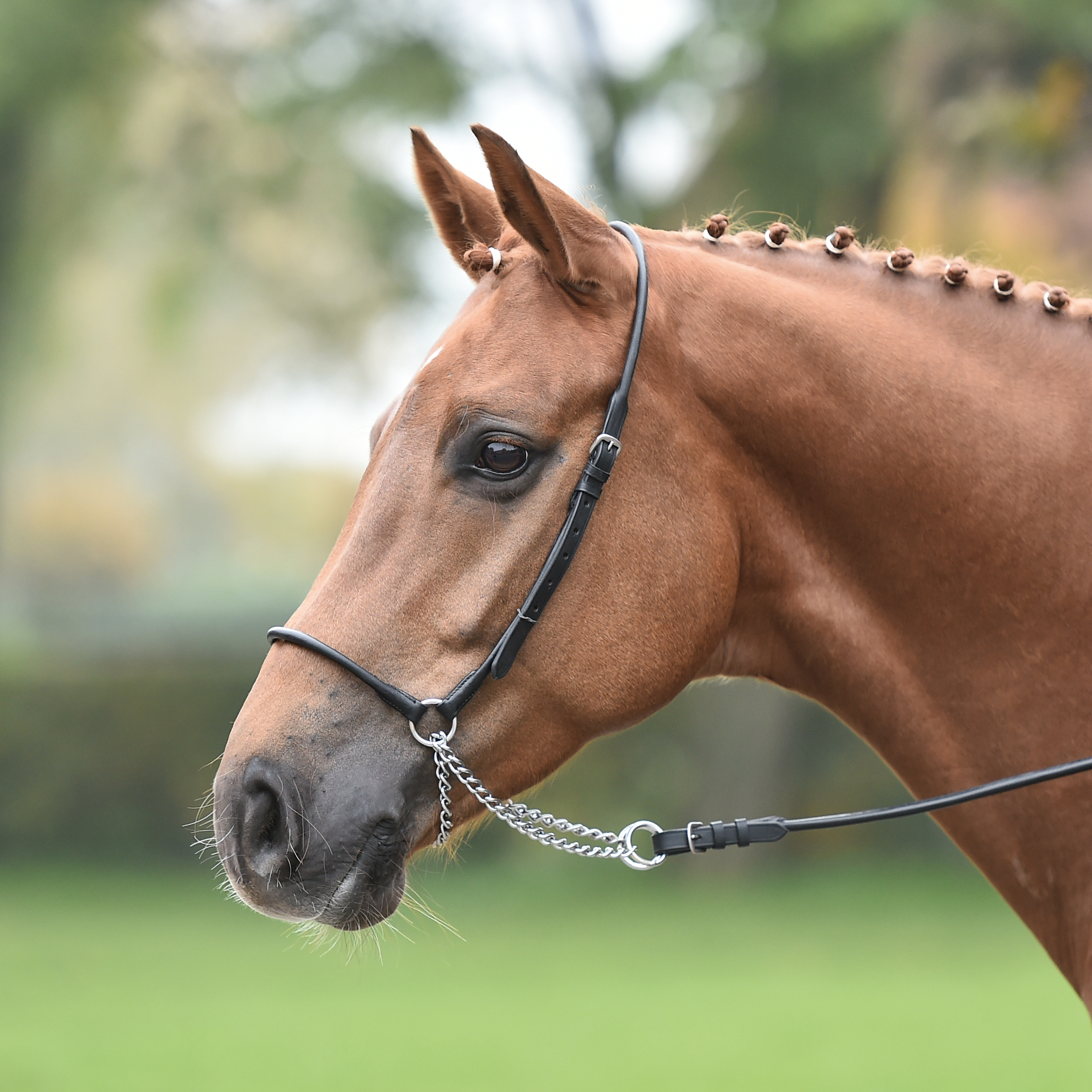 Show bridle ROUND