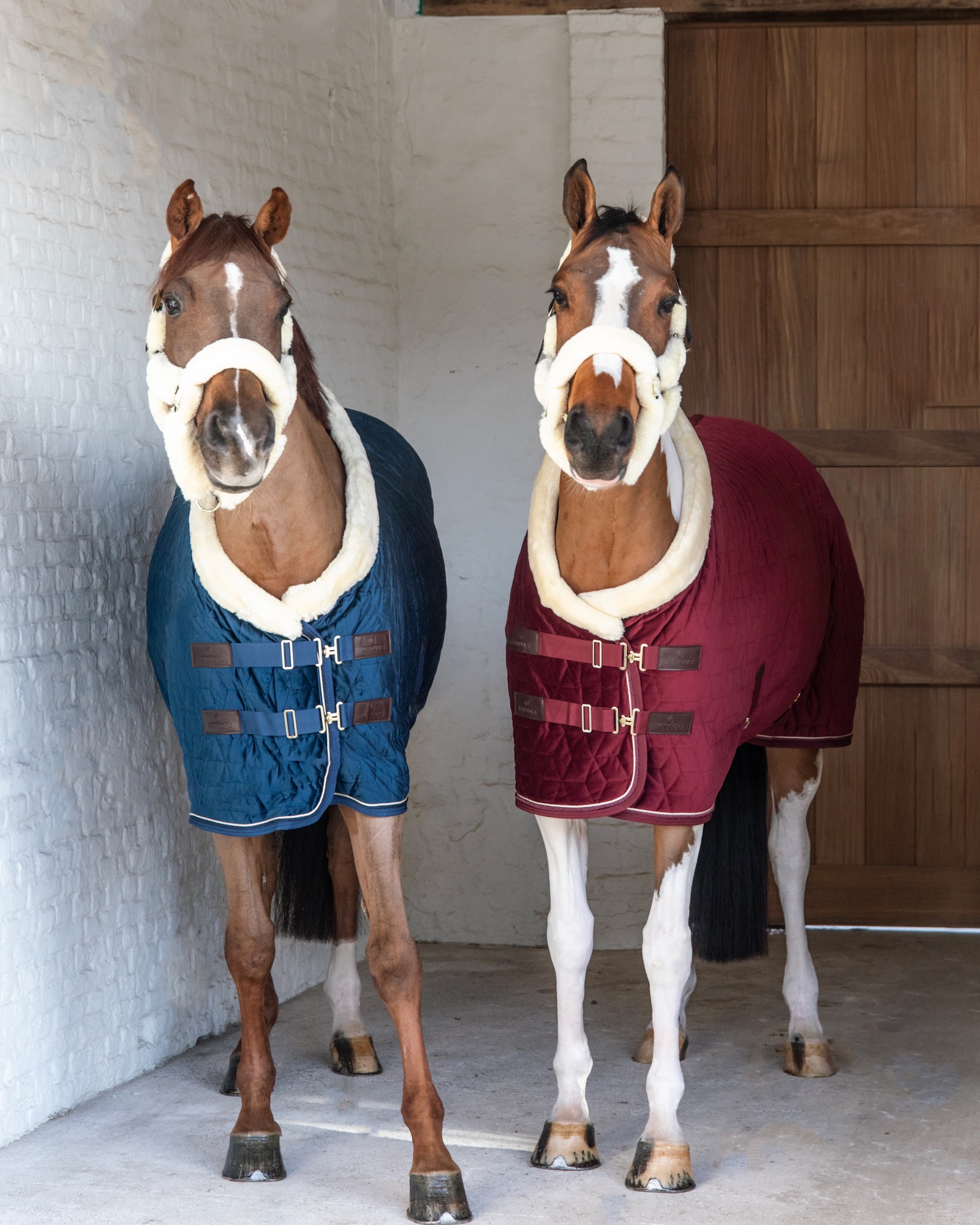 Show rug Show Rug Velvet 160g