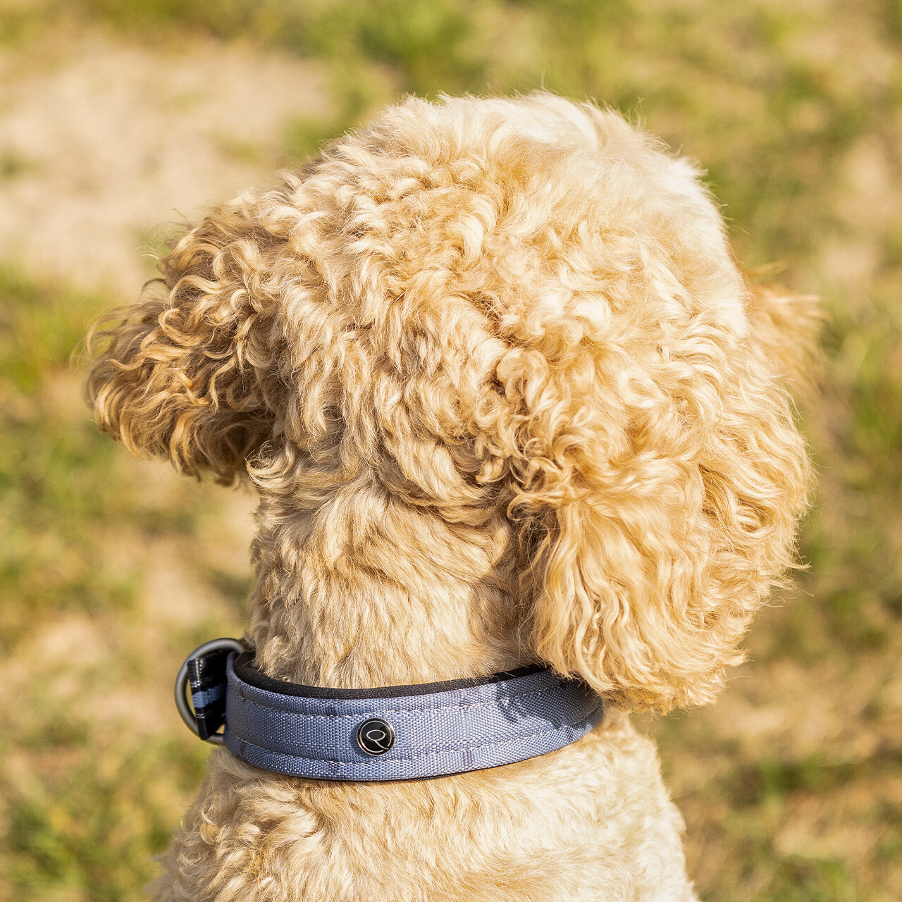 Hundehalsband Collection