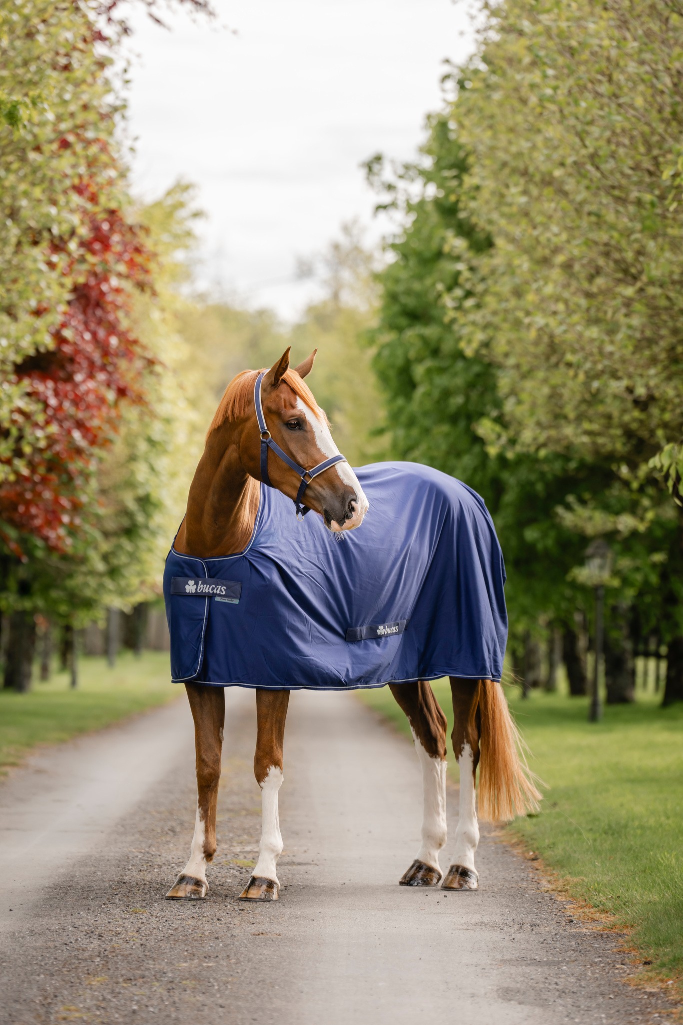 Abschwitzdecke Competition Cooler in Navy