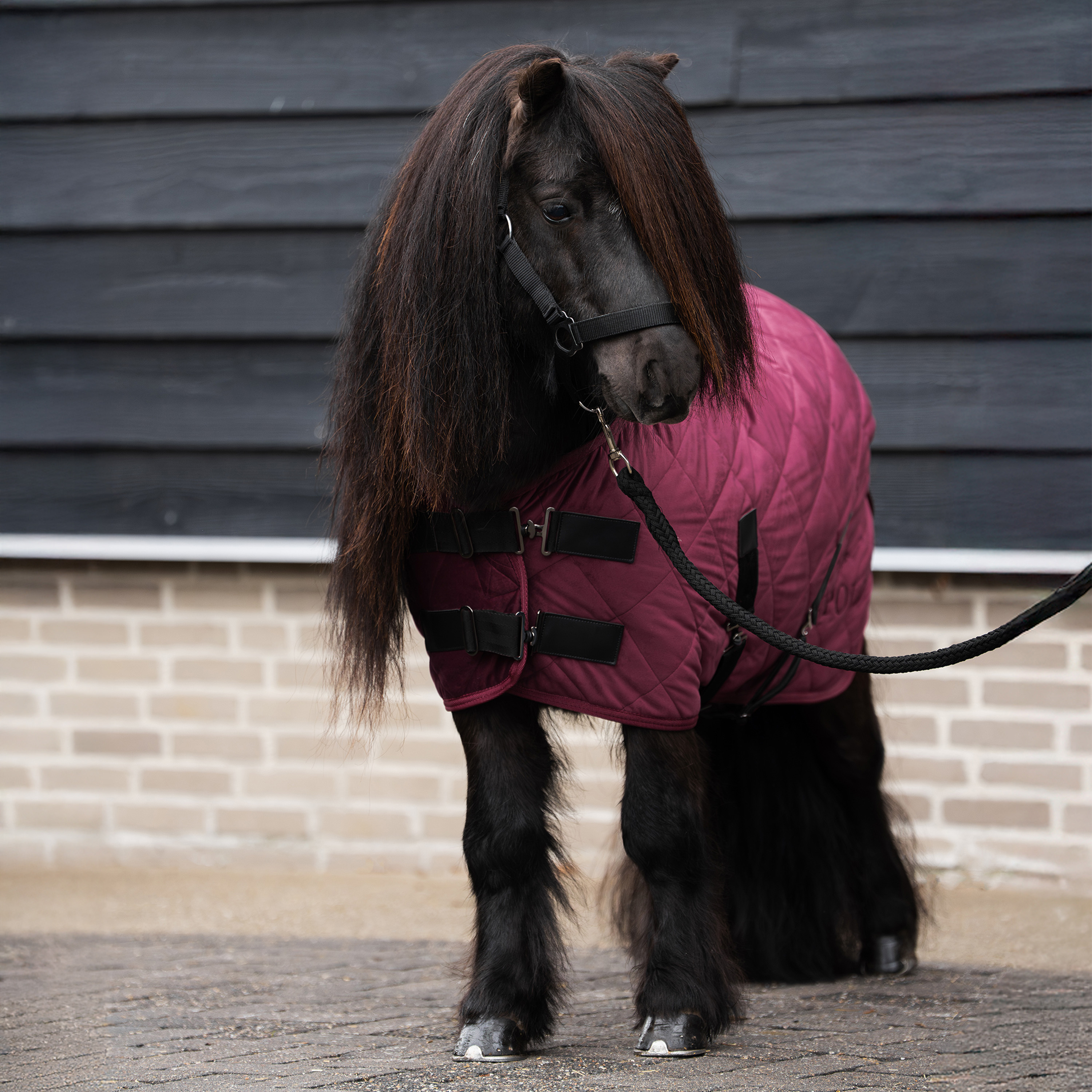 Stalldecke Sacha