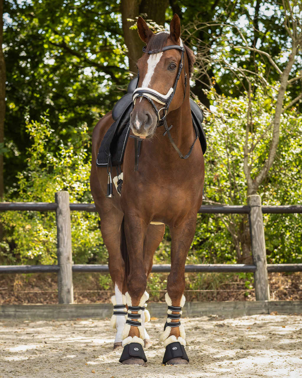 Snaffle Ontario
