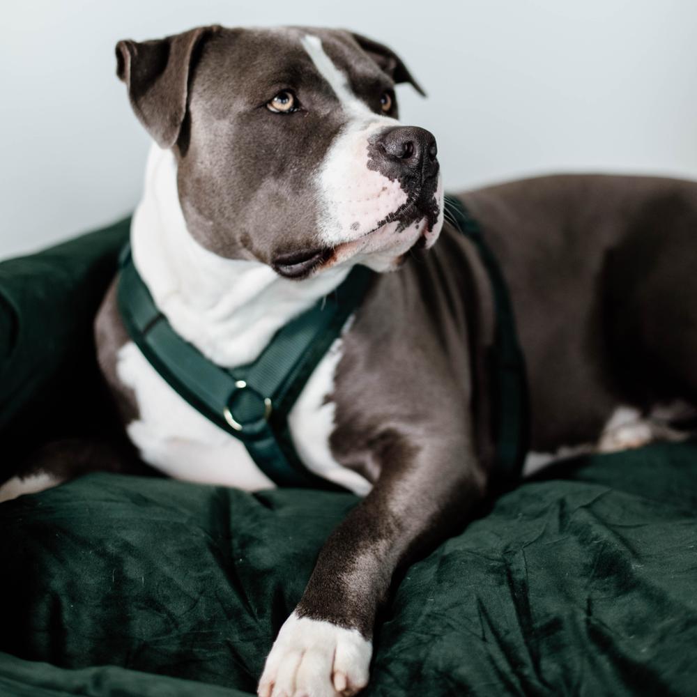 Hundegeschirr Aktiv Velvet