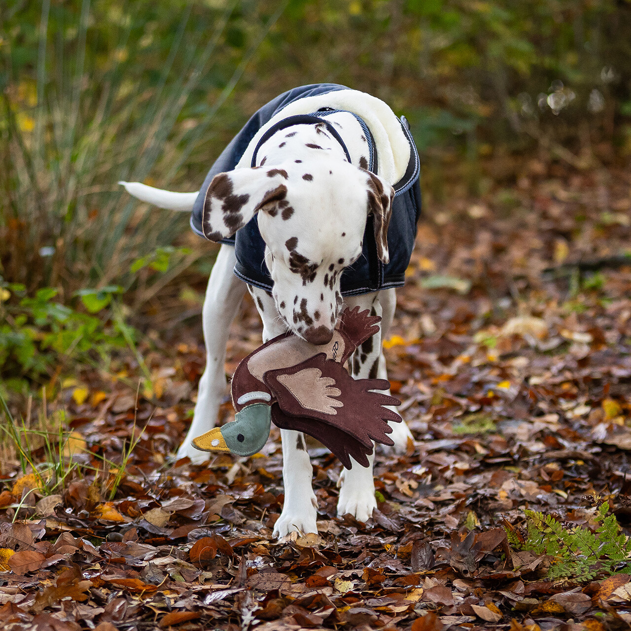Hundespielzeug ente