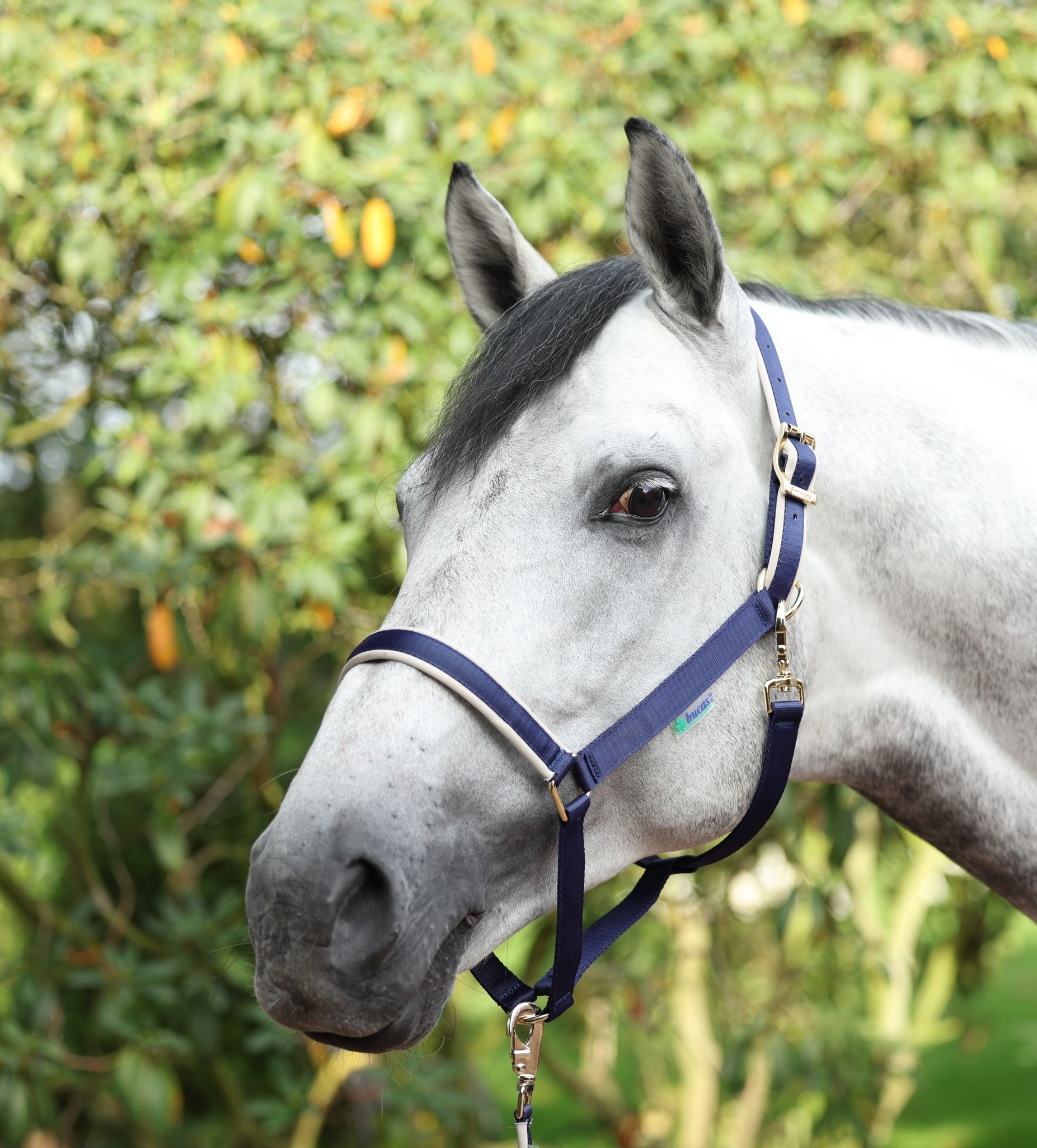 Halfter Dublin in Navy/Silver