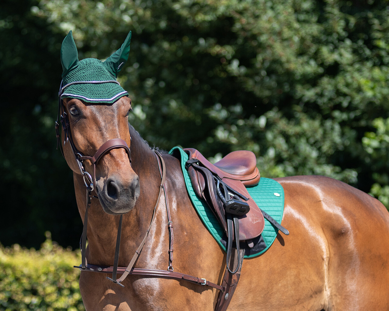 Fliegenohren Eldorado