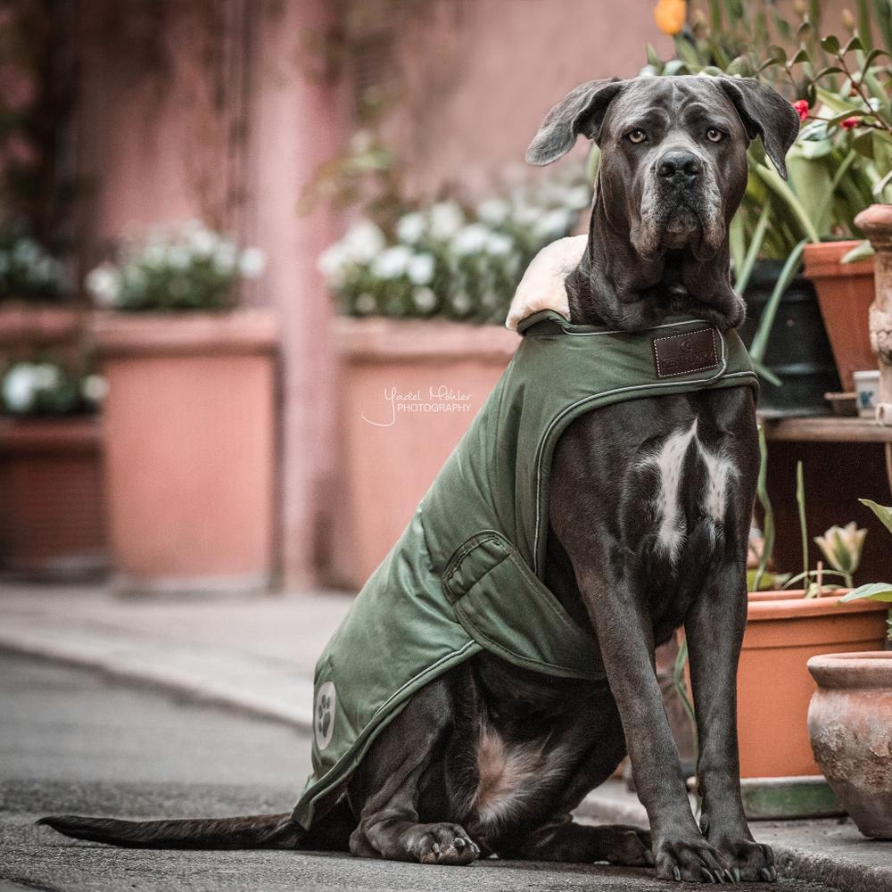 Manteau pour chien imperméable 300g en olive