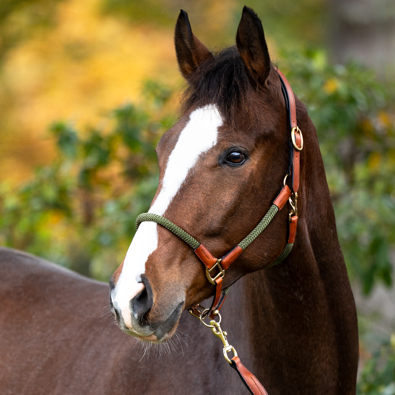 Cavo" rope halter with rope
