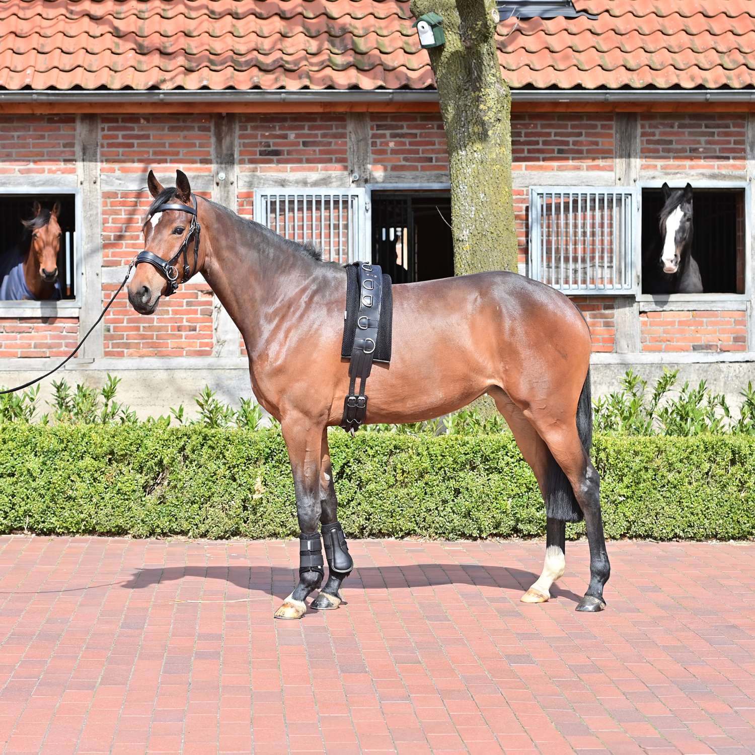 Lunging belt underlay 3D Air Effect