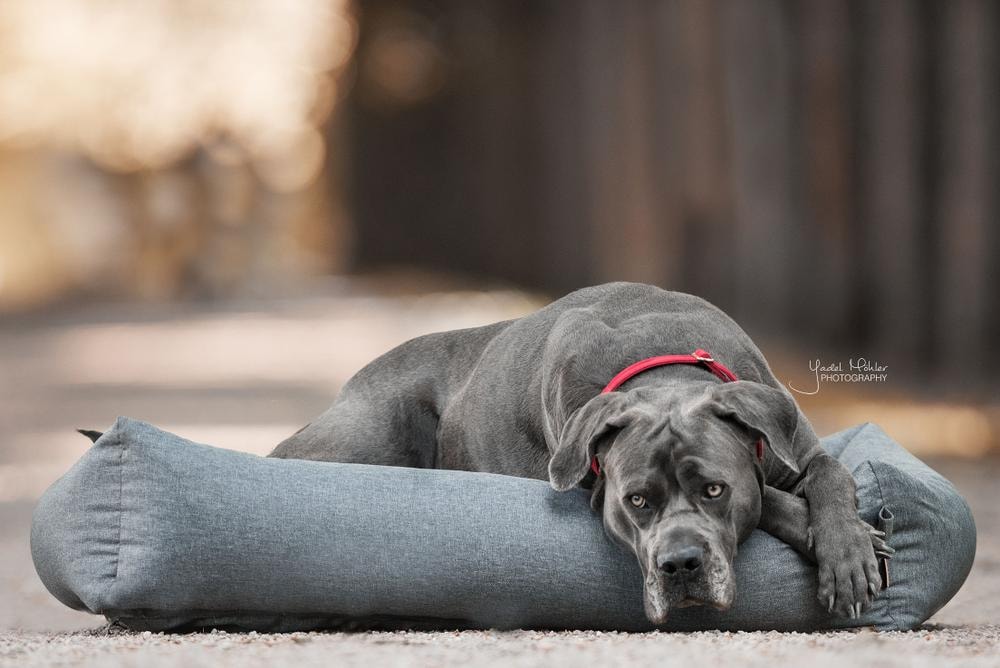 Hundebett Soft Sleep | Kentucky Dogwear