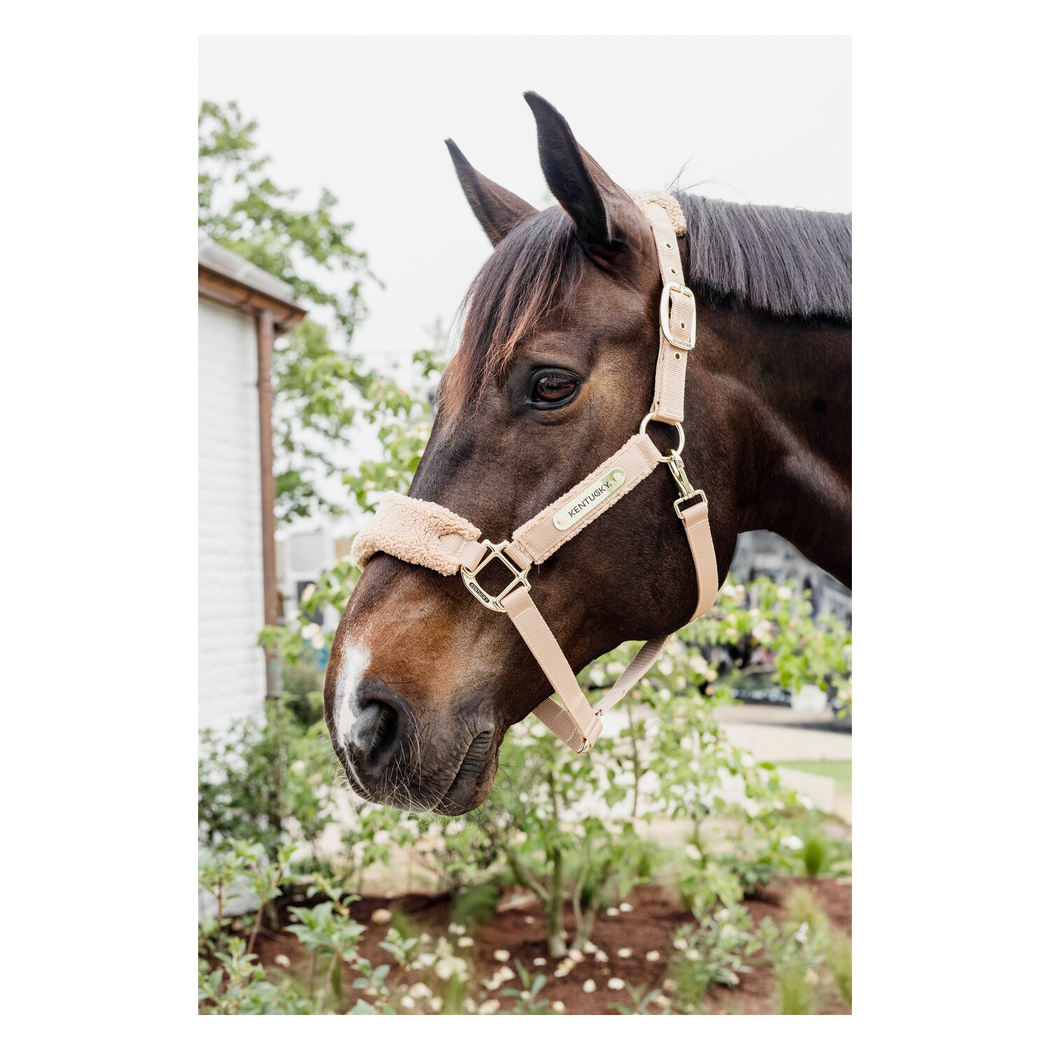 Halter Teddy Fleece