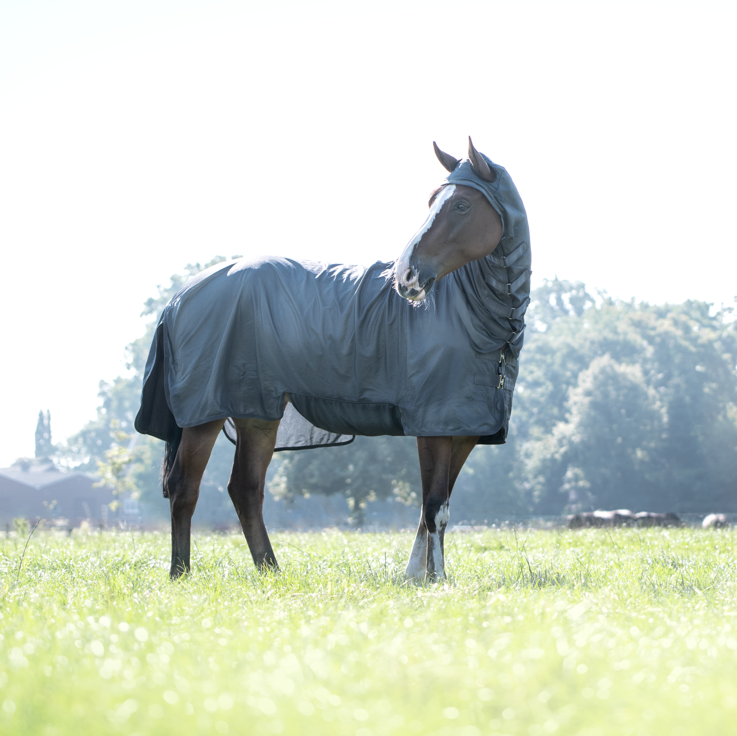 Complete Plus fly rug