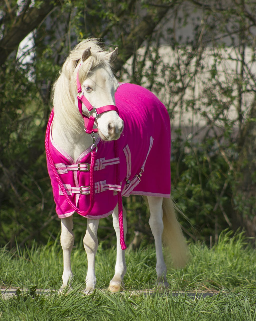 Colour sweat rug with cross surcingles
