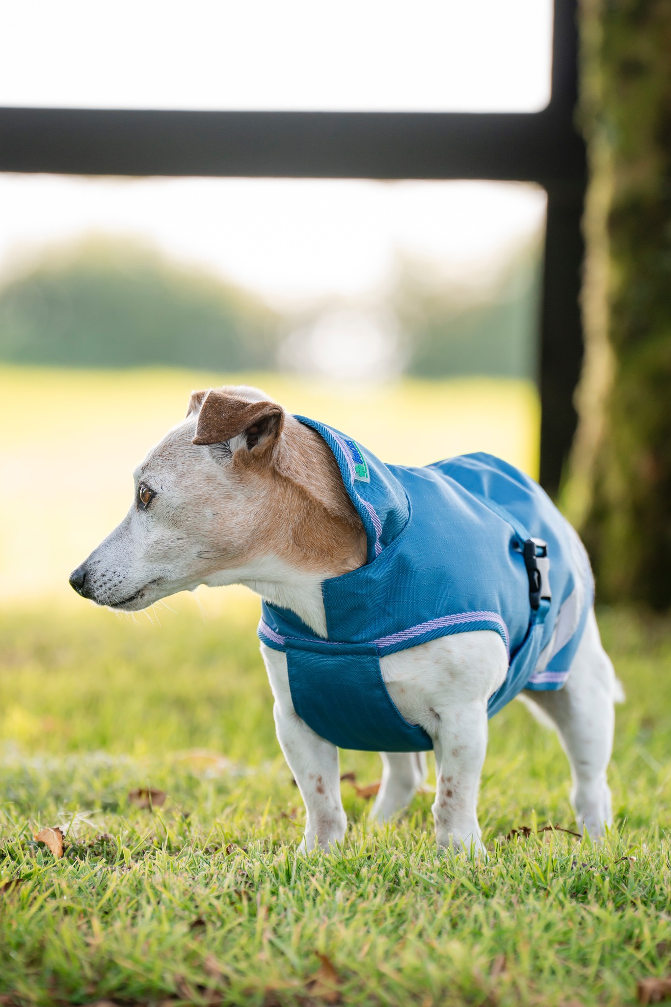 Hundedecke Freedom in Blueberry