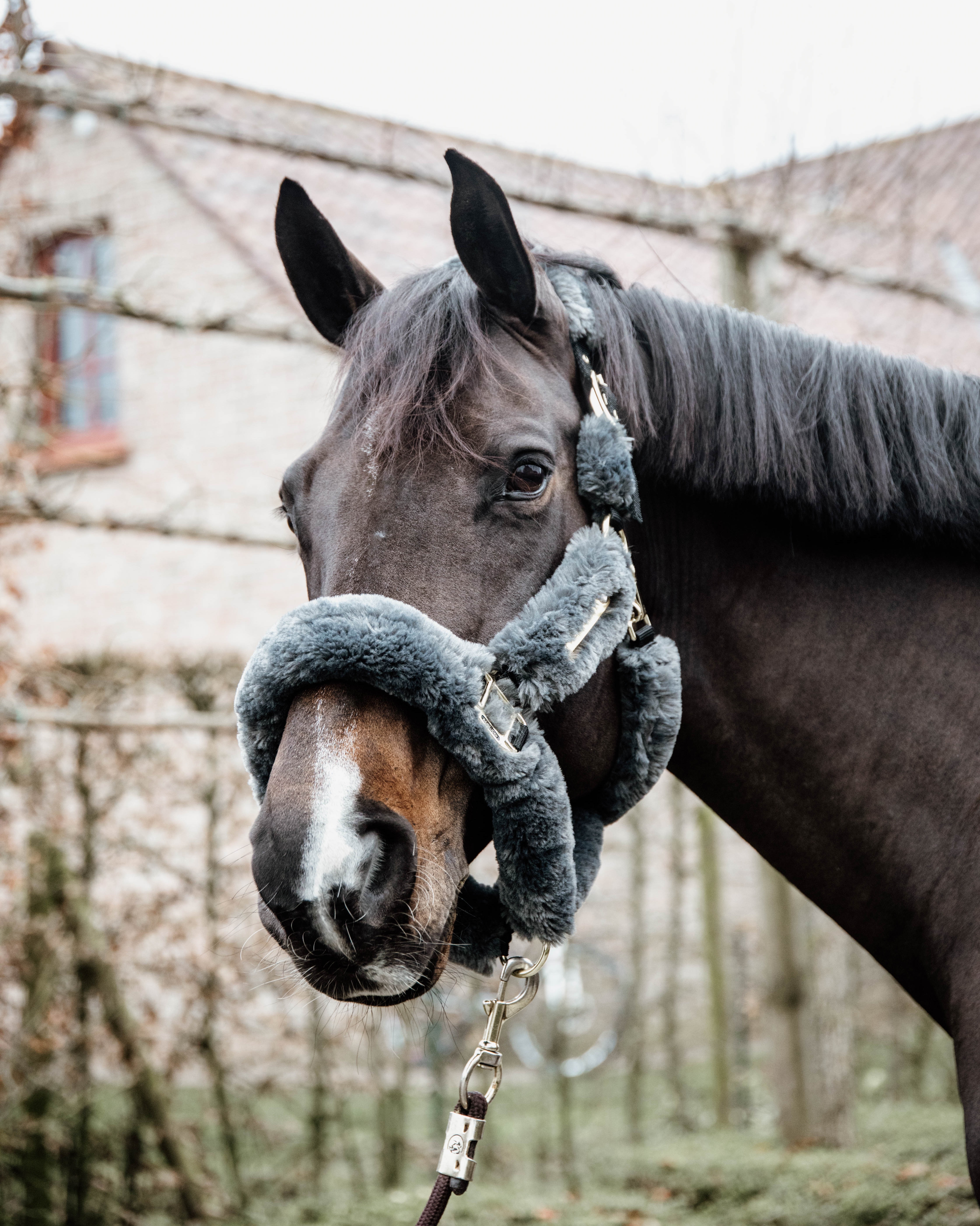Lambskin halter transport