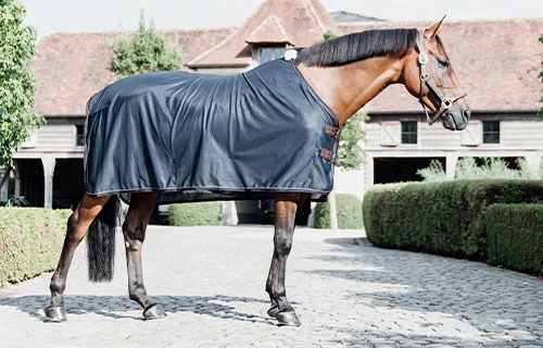 Standard Fliegendecken Pferd mit Kentucky Fliegendecke