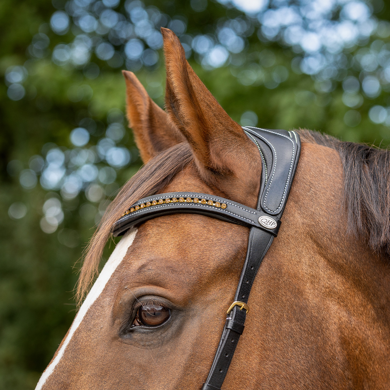 Bitless bridle Anatomical