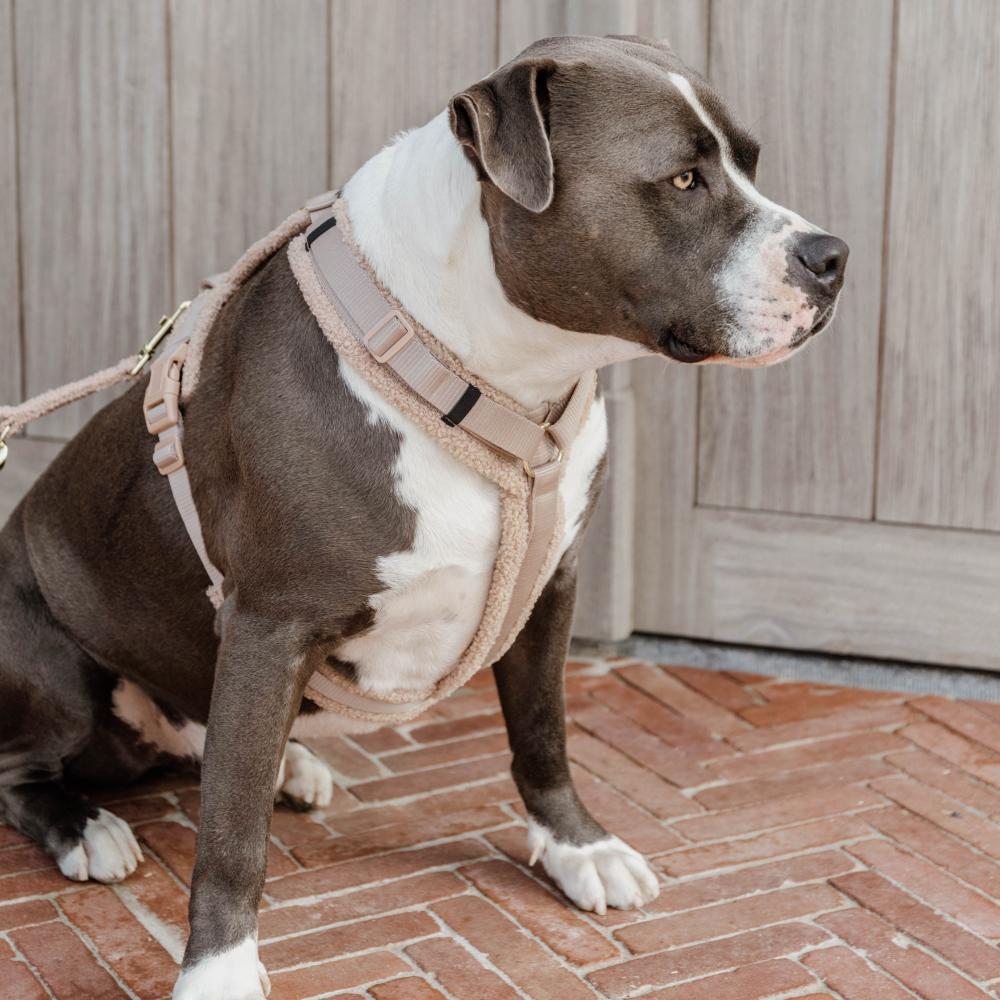 Hundegeschirr Aktiv Teddy Fleece | Kentucky Dogwear