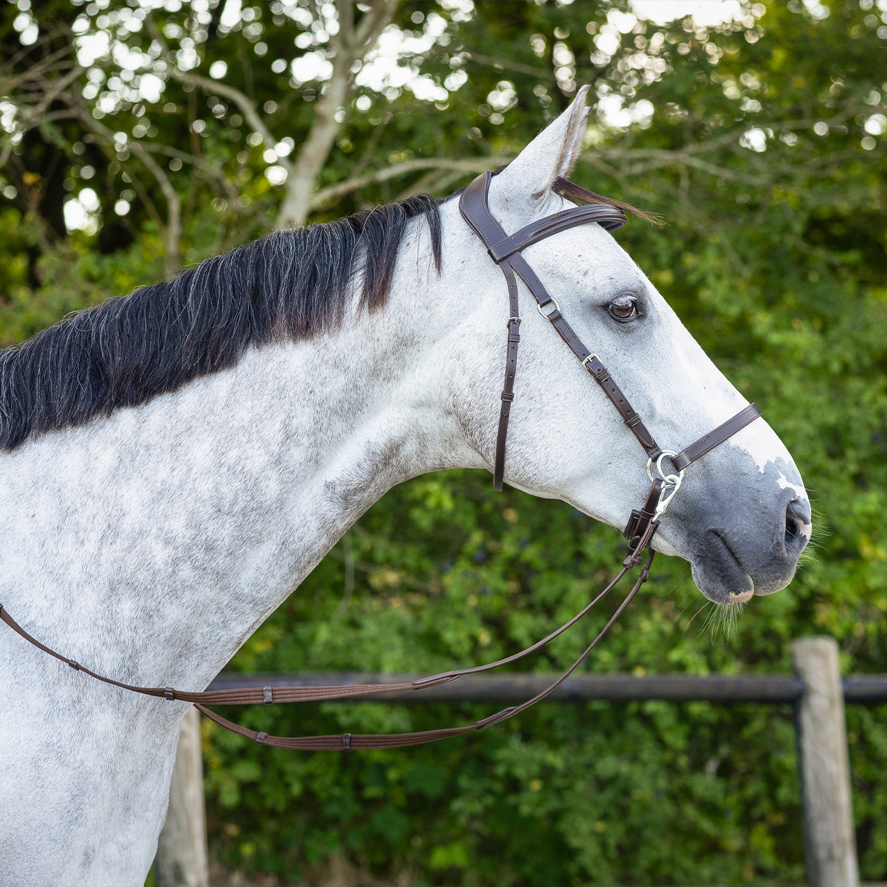 Snaffle bitless Ceto