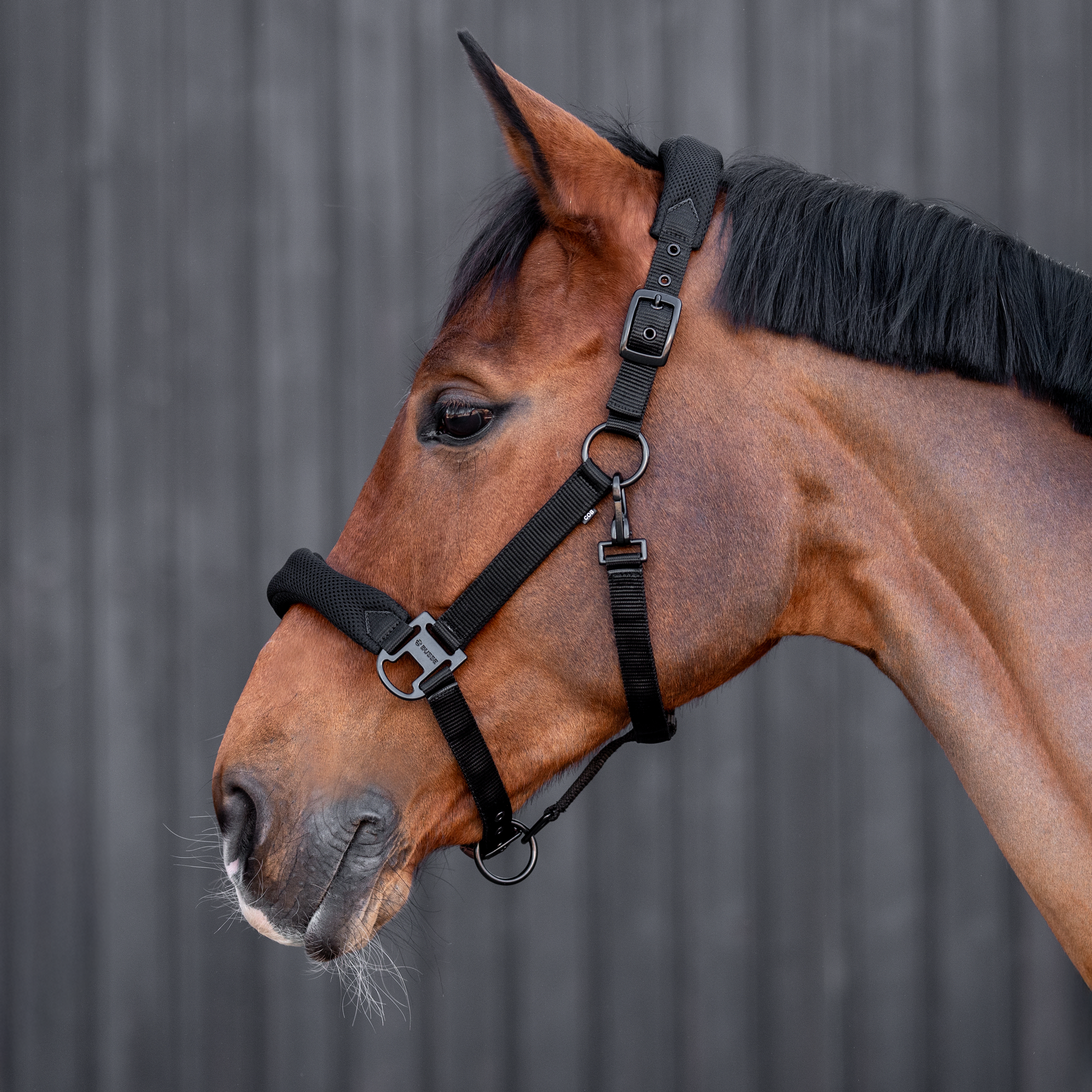 Headcollar AESTHETIC AR