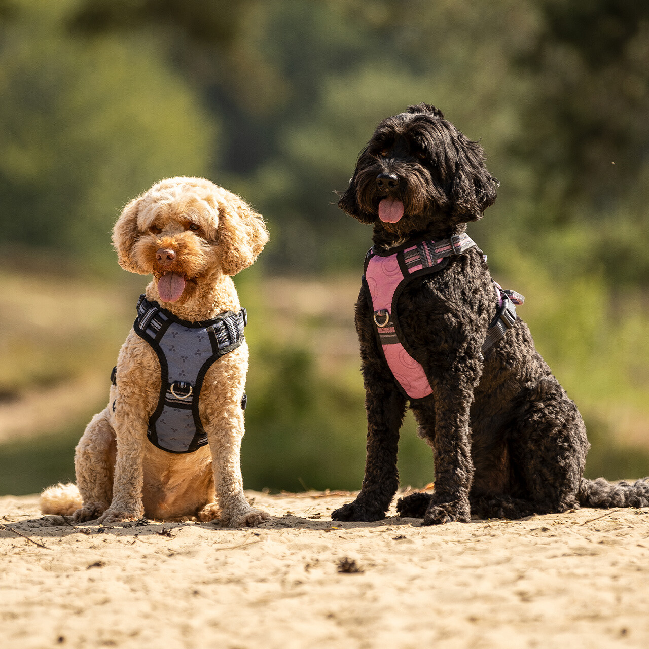 Hundegeschirr Collection