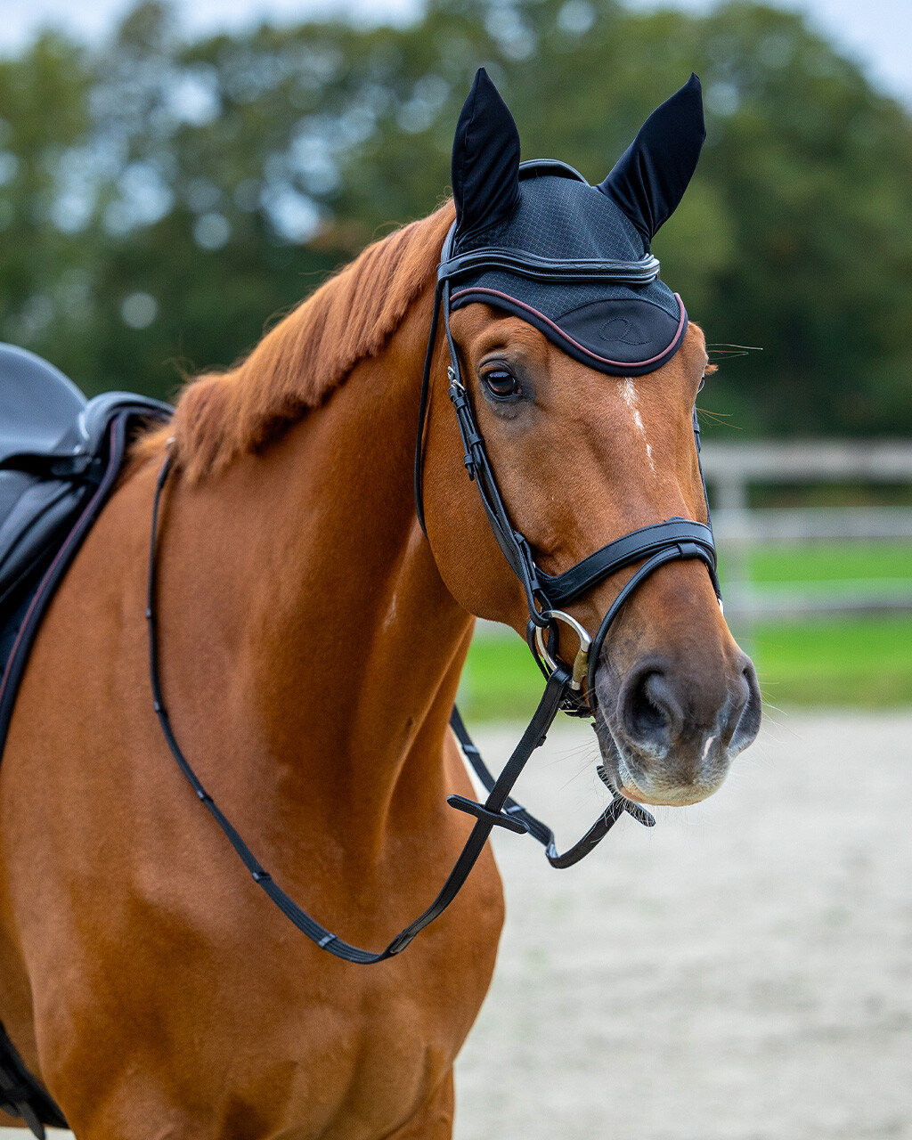 Ohrenhaube Avenna