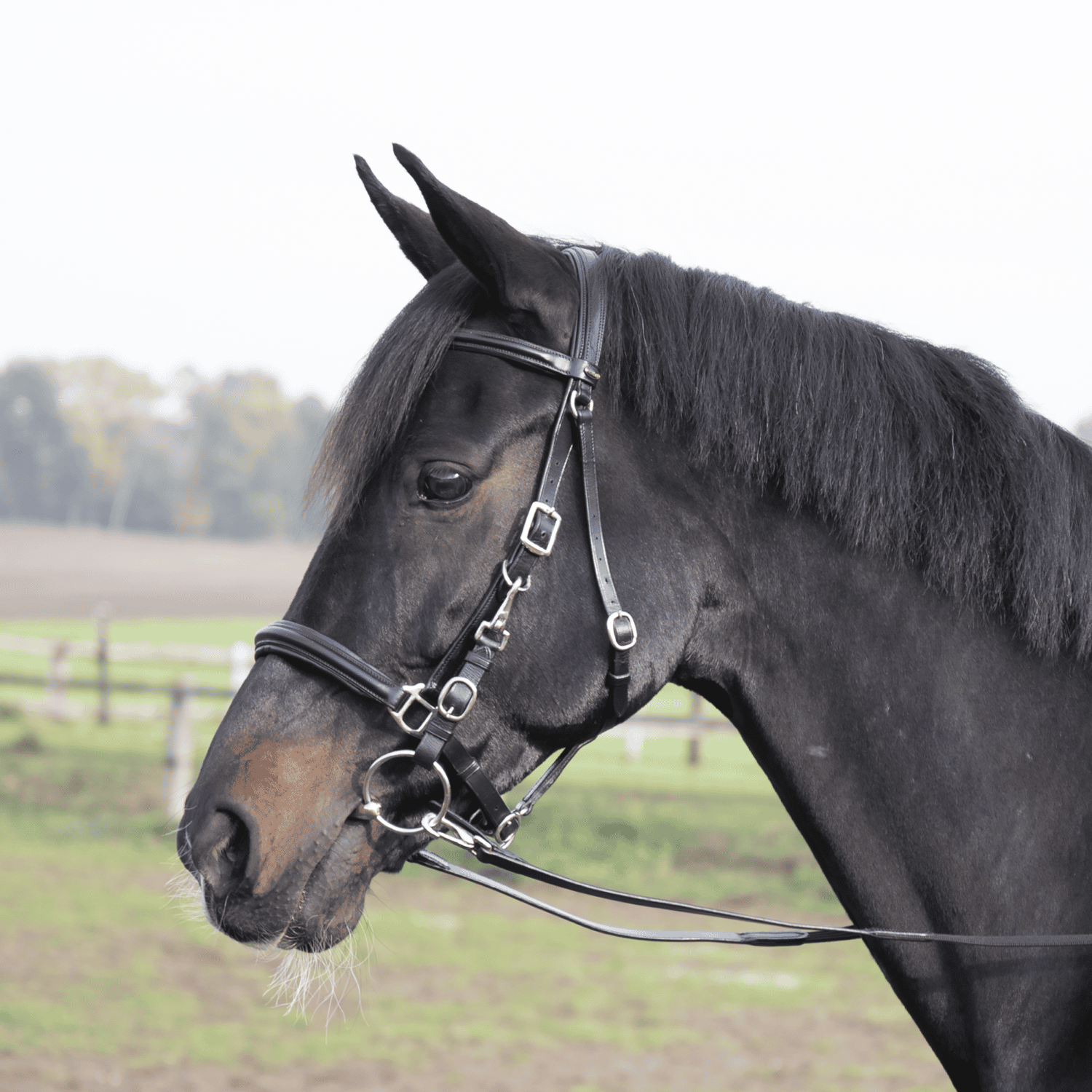 Travelling bridle Solibel