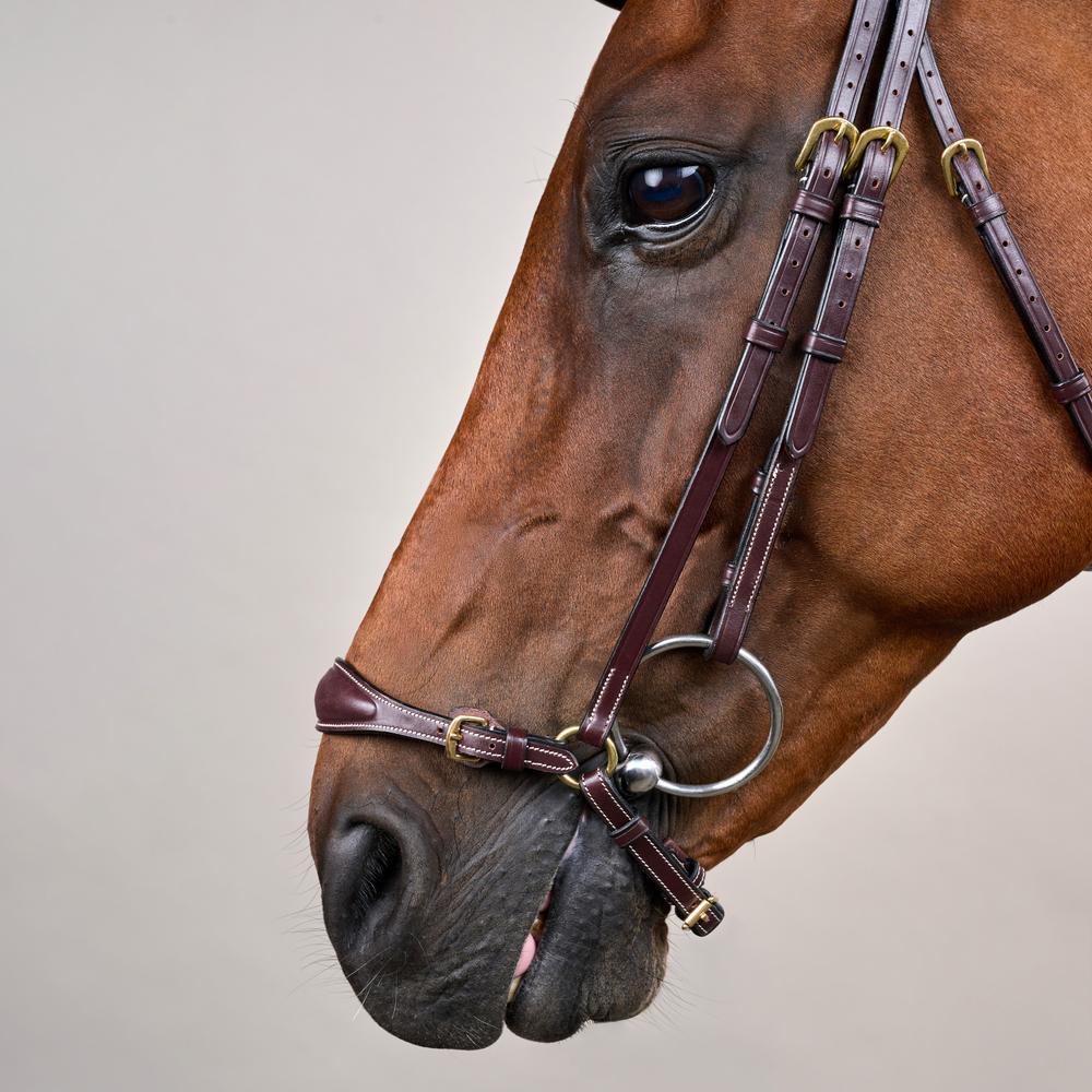 Trense mit verstellbarem hannoverschem Reithalfter DY | Dy'on