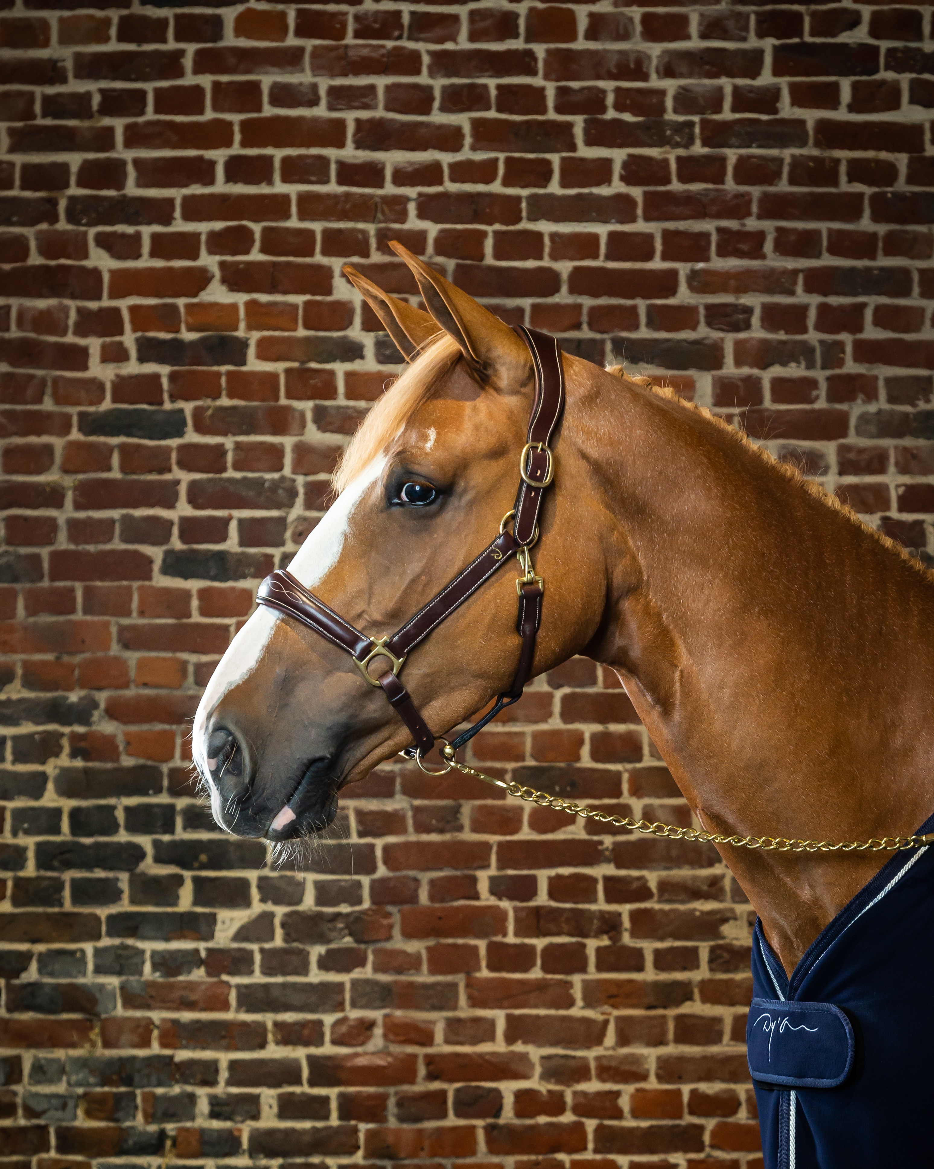 Halter 2-in-1 transport & stable
