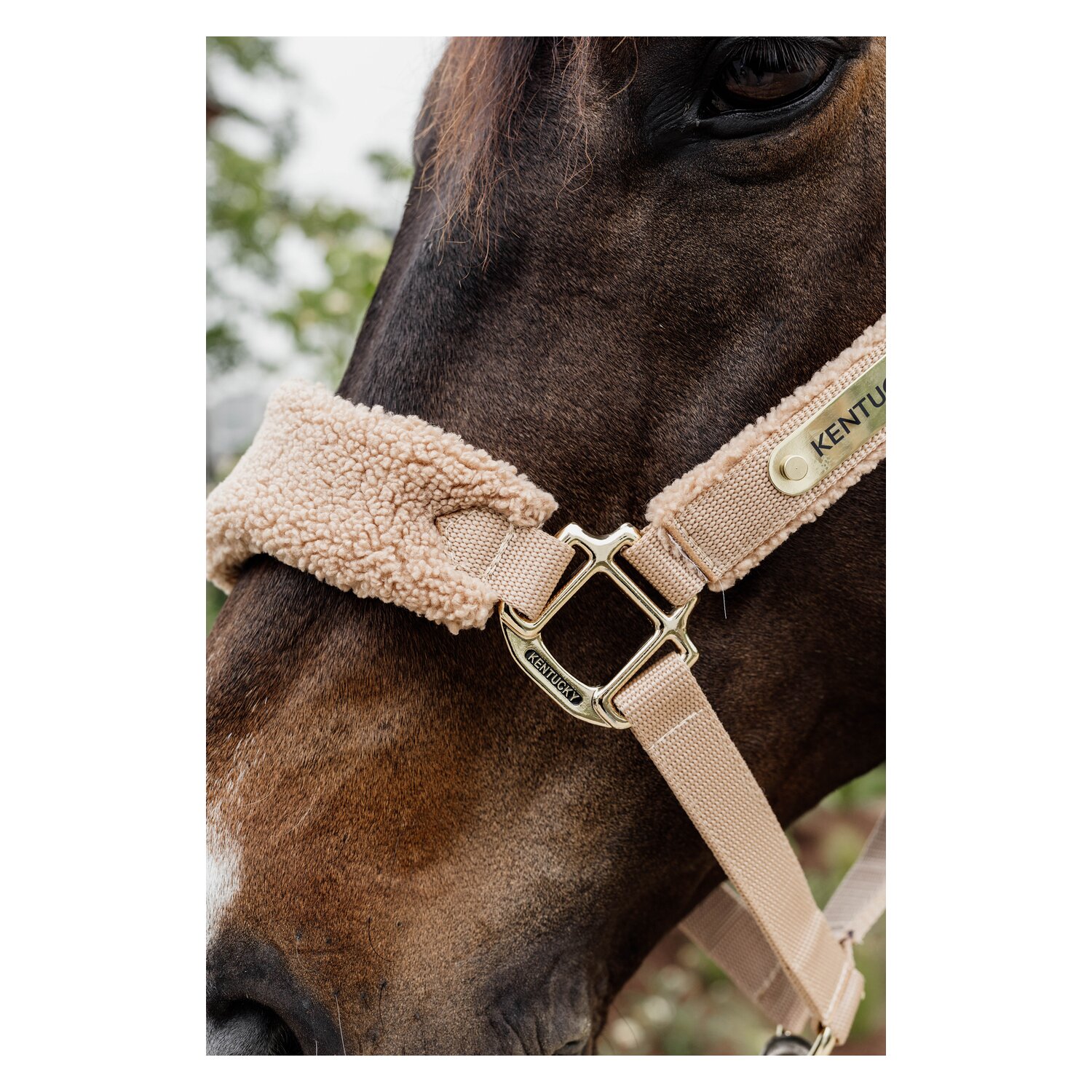 Halter Teddy Fleece