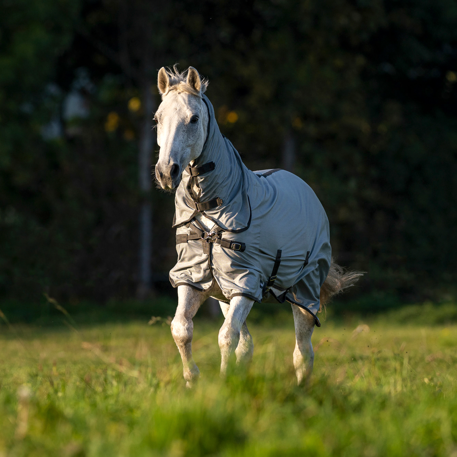 Outdoor fly rug Superb