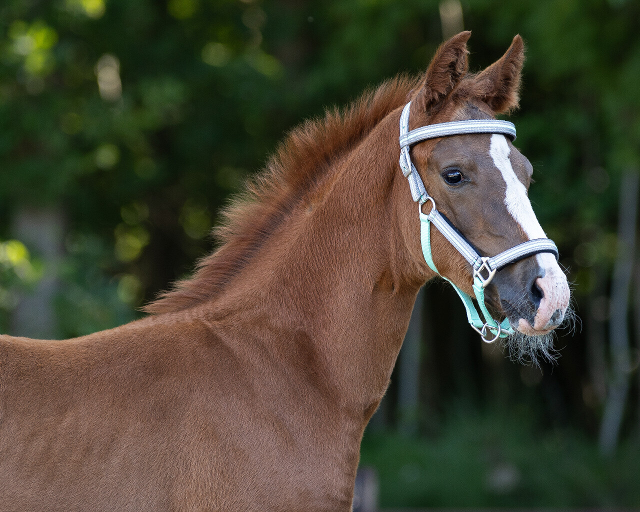 Foal halter Flore with headband