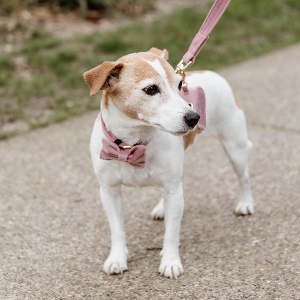 Dog lead Velvet 120 cm