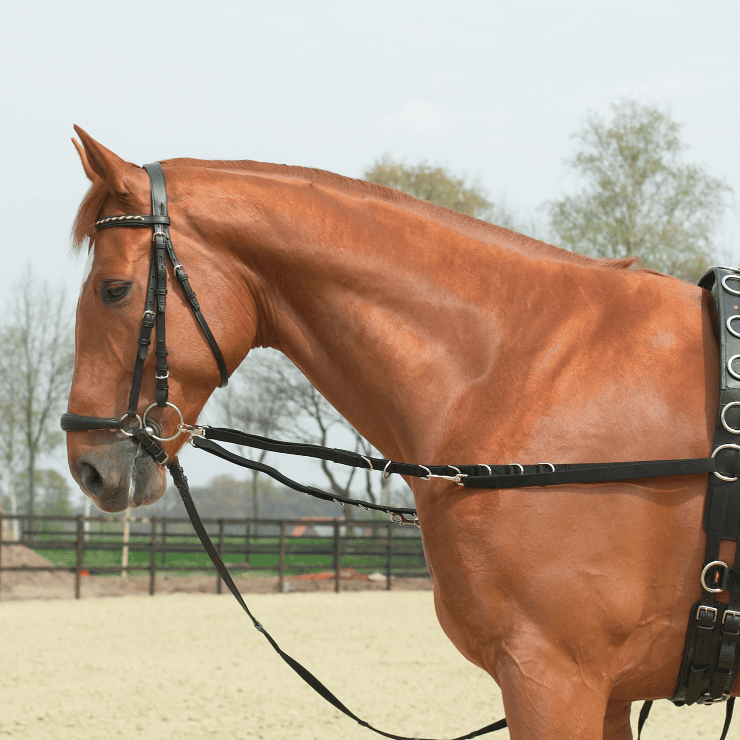 Draw reins Oesen elastic