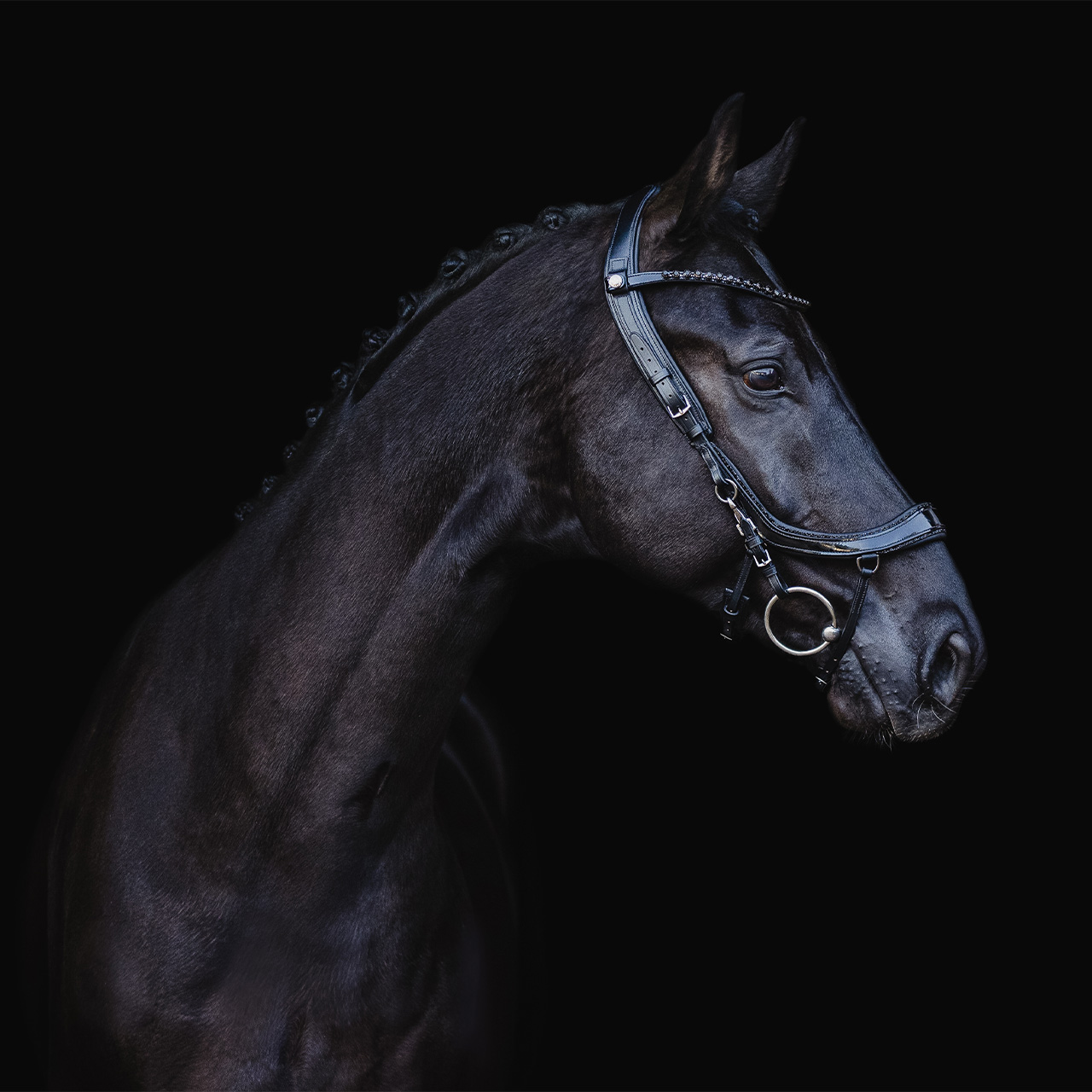Trense FaySport Blackpearl
