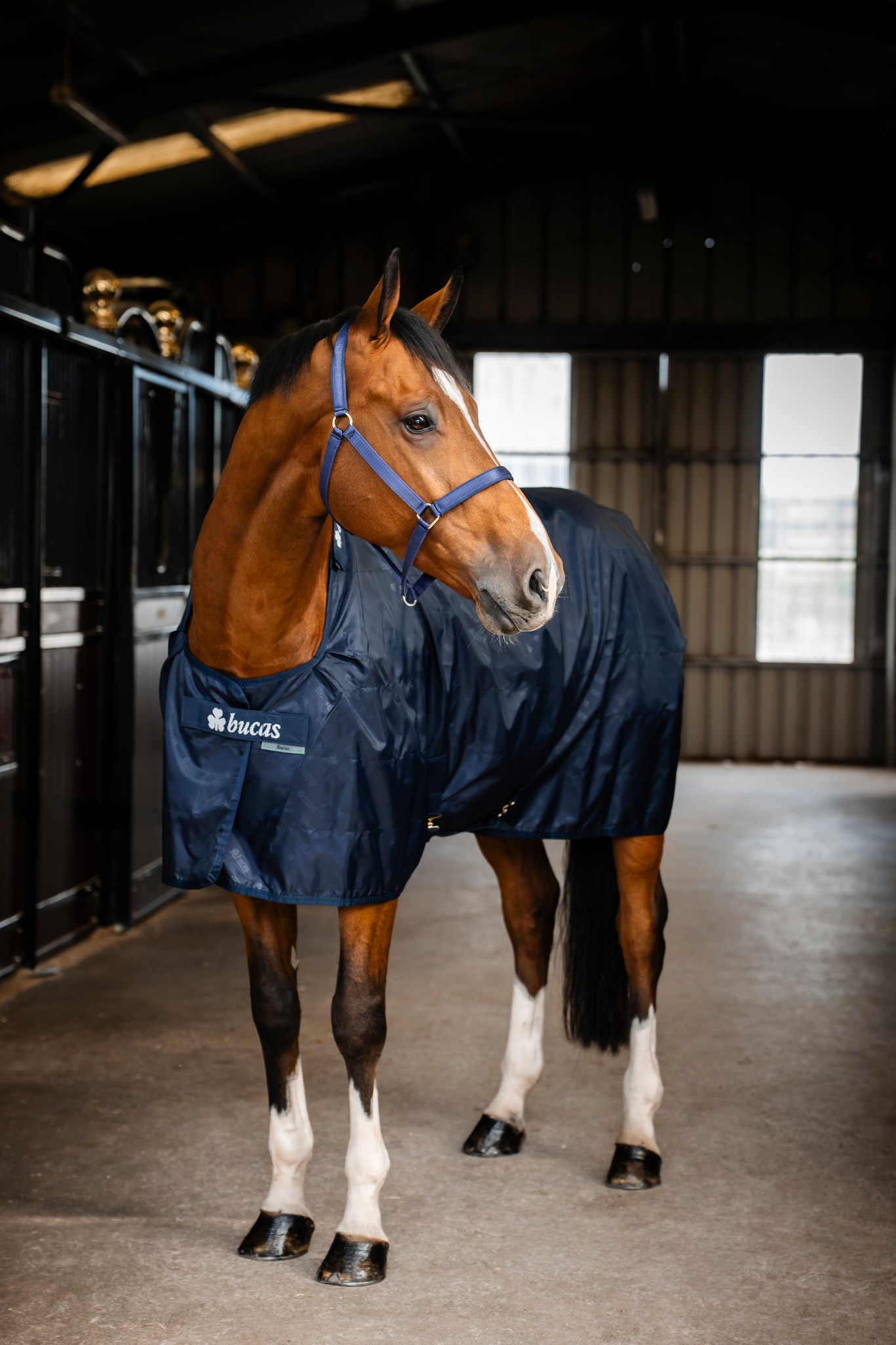 Stalldecke Stable Sheet in Navy/Navy
