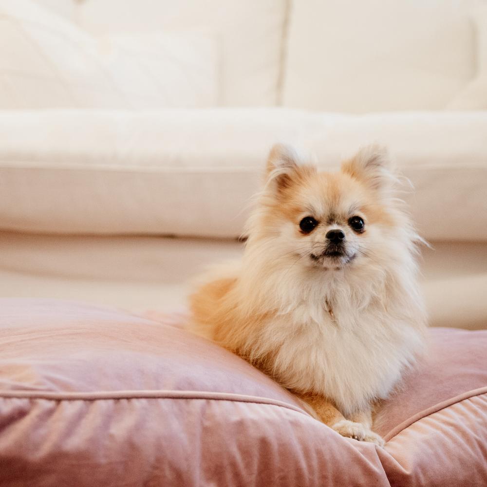 Hundekissen Velvet | Kentucky Dogwear