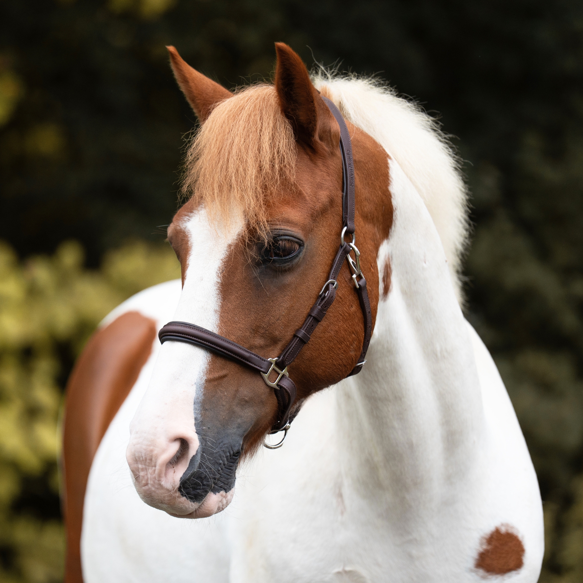 Wanderreittrense "Artemis"