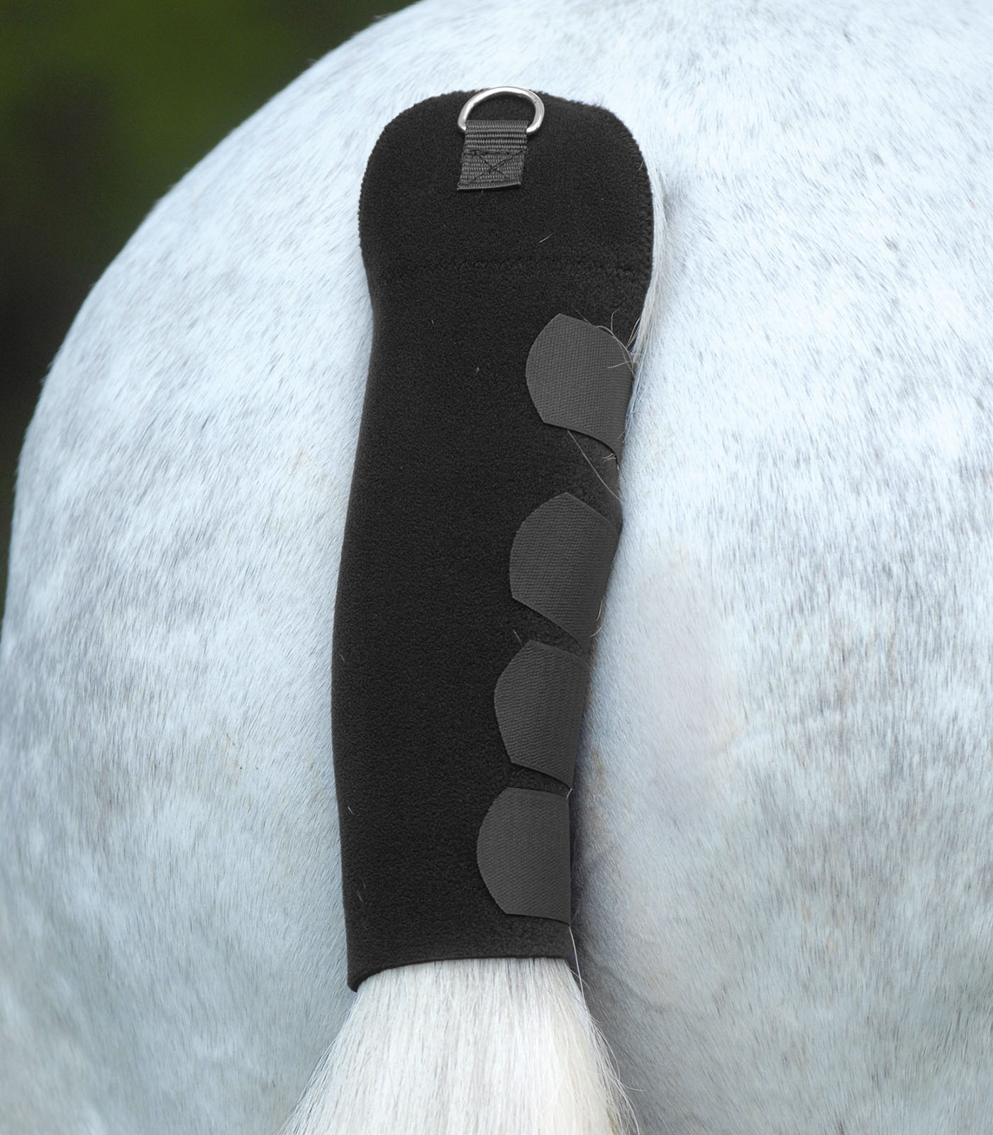 Schweifschoner, schwarz