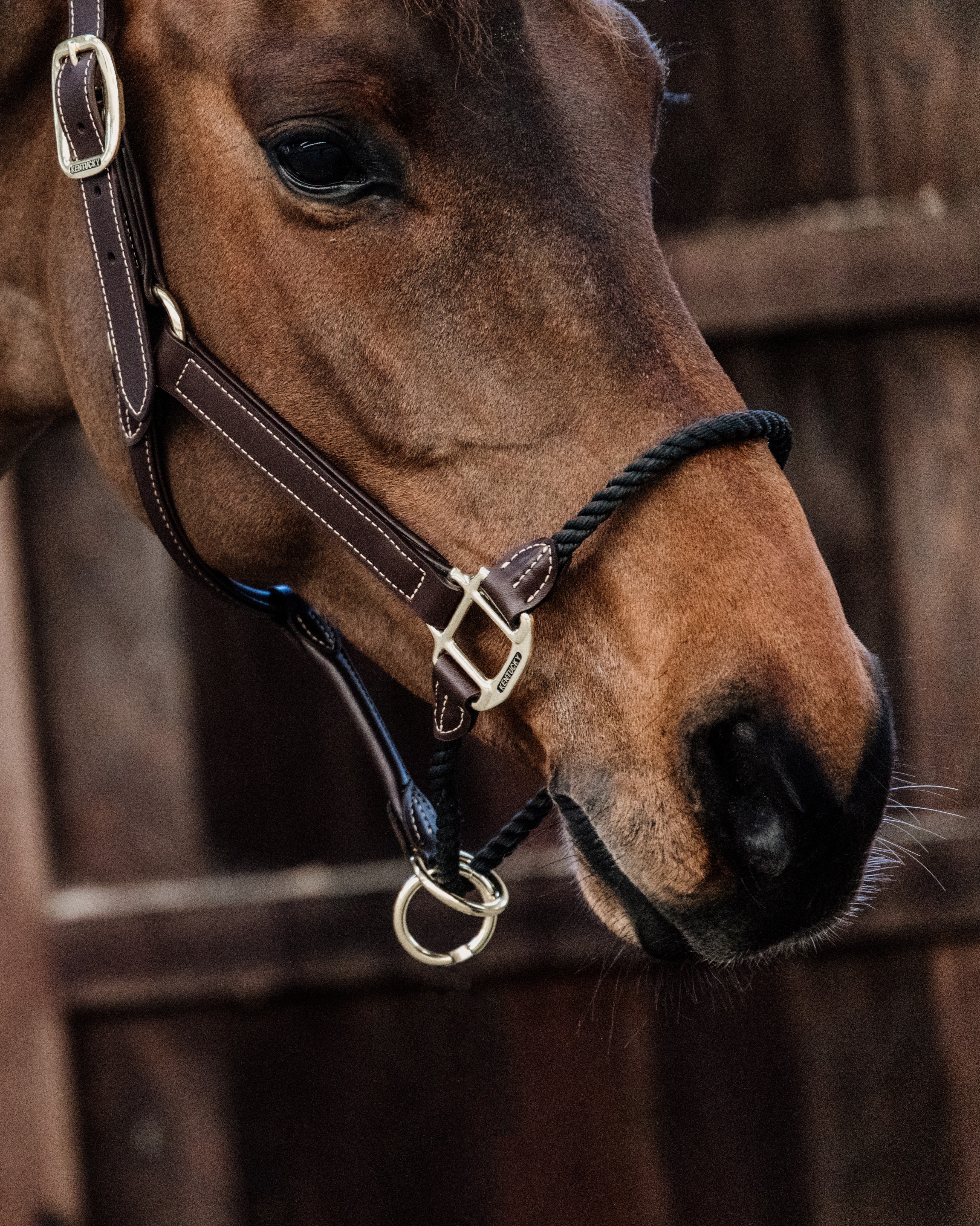 Rope leather halter