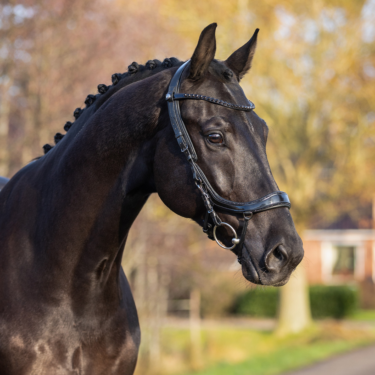 Trense FaySport Blackpearl