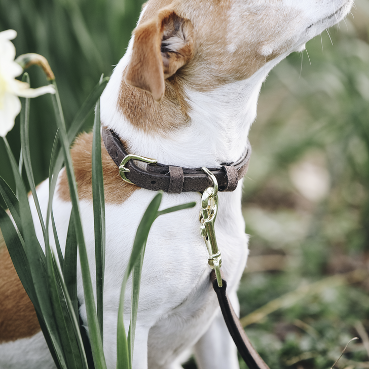 Velvet Leather dog collar