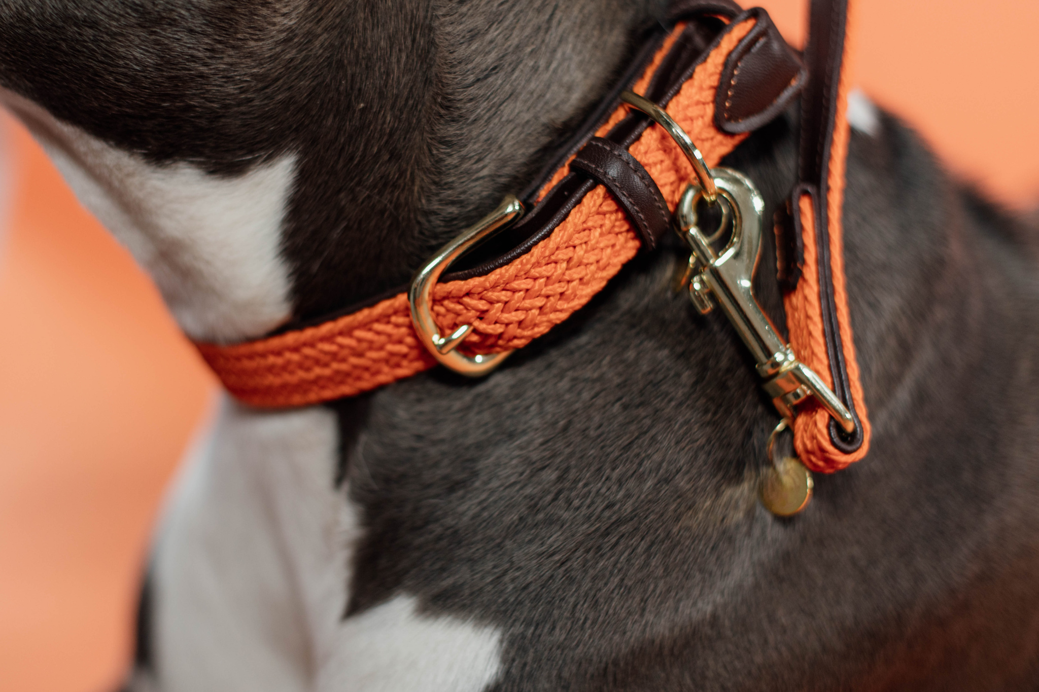 Braided nylon dog collar