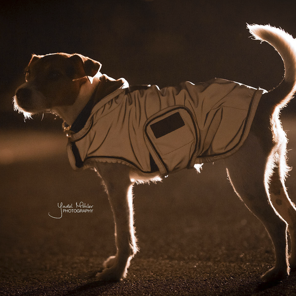 Dog coat reflective & water-repellent in silver Dog coat reflective & water-repellent in silver